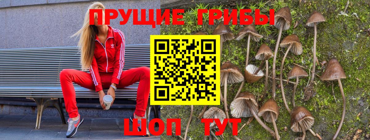 Тосно  Галлюциногенные грибы прущие грибы  Вход с VPN 